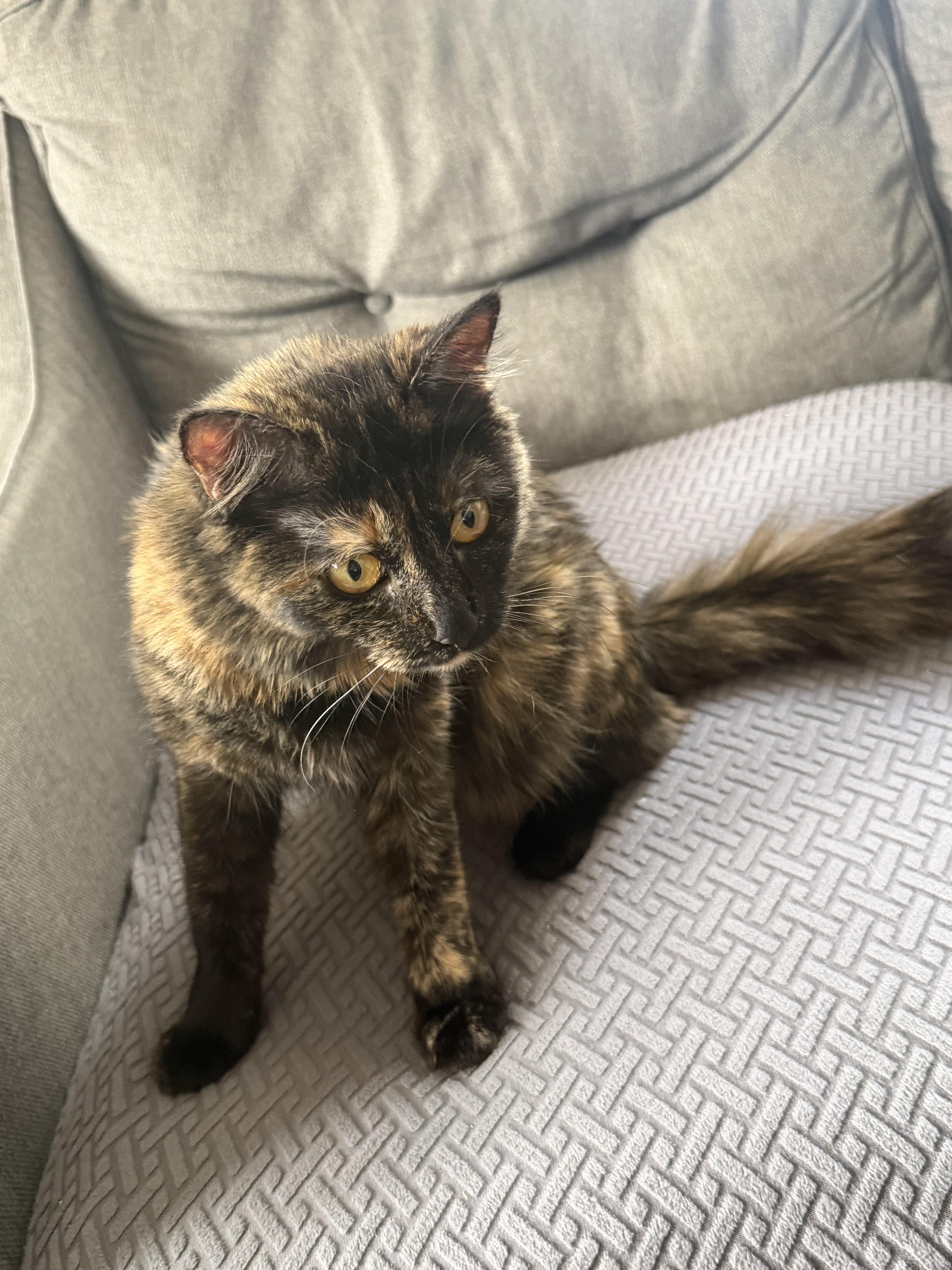 Enlarge Grace, a Adoptable Tortoiseshell in Moses Lake, WA image 2/3