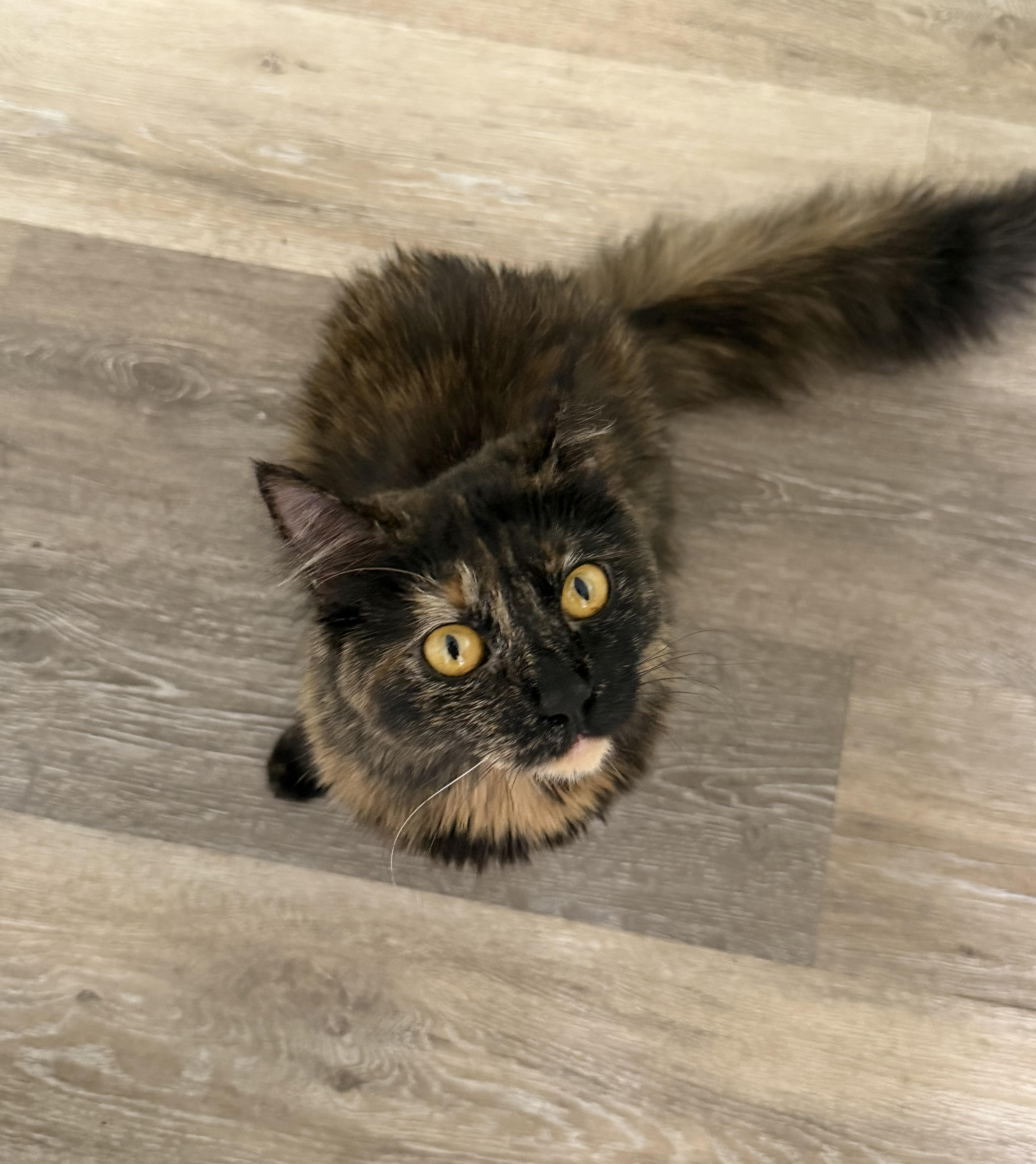Grace, Adoptable, Young Female Tortoiseshell.