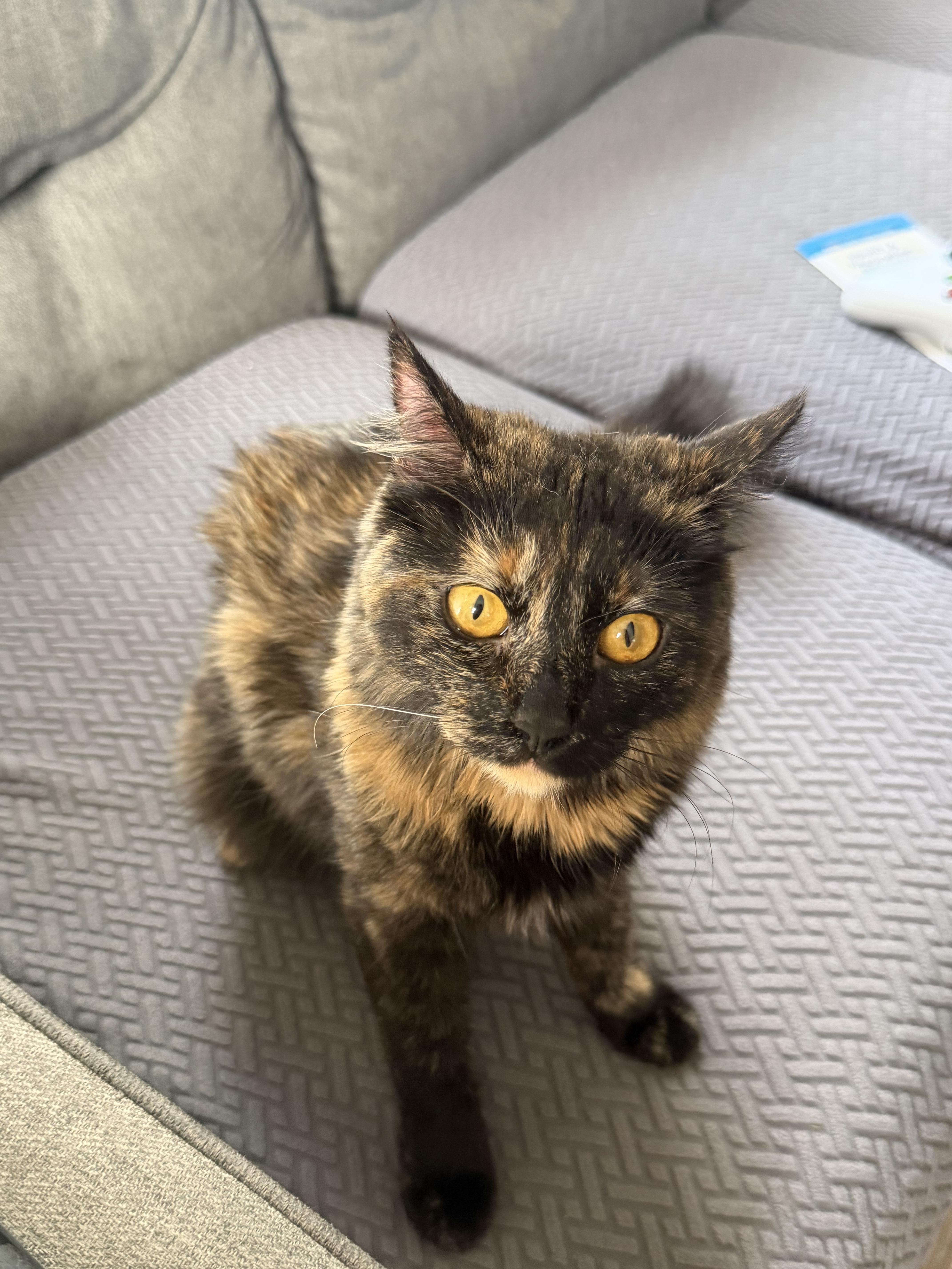 Enlarge Grace, a Adoptable Tortoiseshell in Moses Lake, WA image 3/3