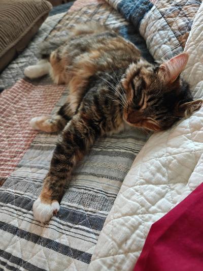 Tiger Lily, adopted, Young Female Maine Coon & Calico.
