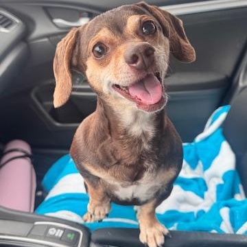 Ruthie, adopted, Senior Female Dachshund & Chihuahua.