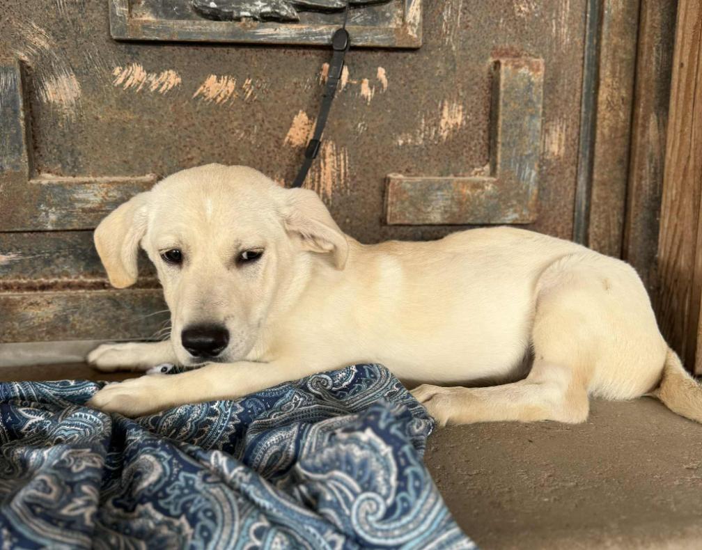 Joshua JB in RI Martin-Beauparlant $650, Adopted, Puppy Male Labrador Retriever & Corgi.