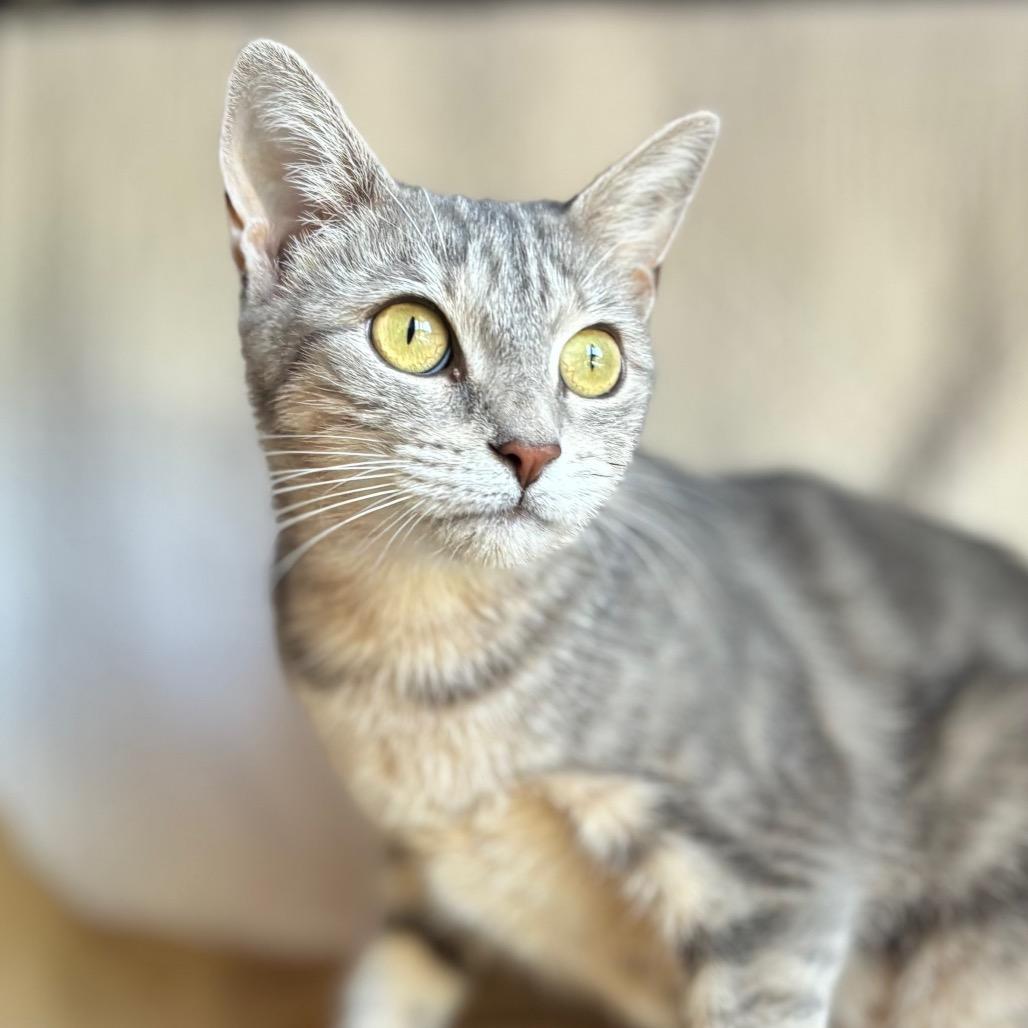 Alma, Adoptable, Young Female Domestic Short Hair.