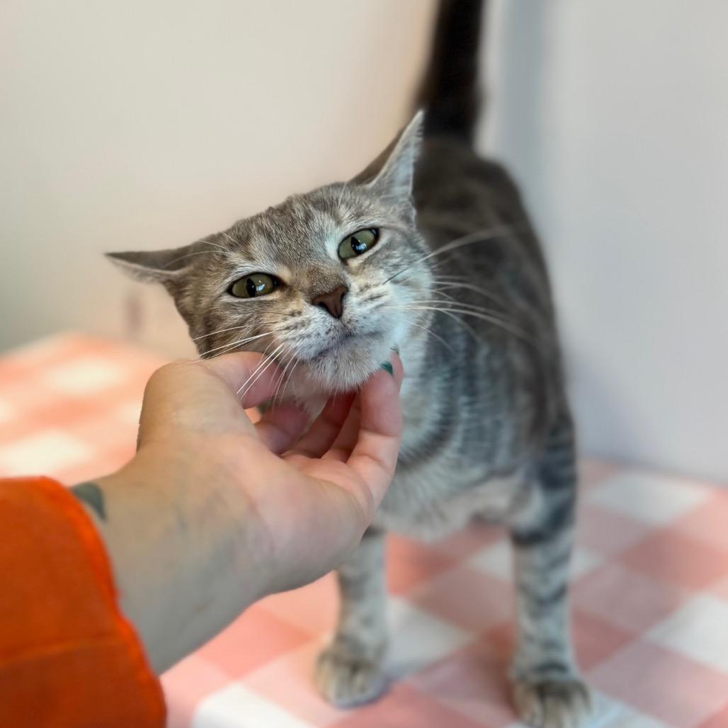 Enlarge Alma, a Adoptable Domestic Short Hair in Nashville, IN image 2/5