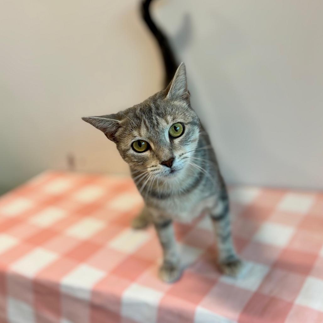 Enlarge Alma, a Adoptable Domestic Short Hair in Nashville, IN image 3/5