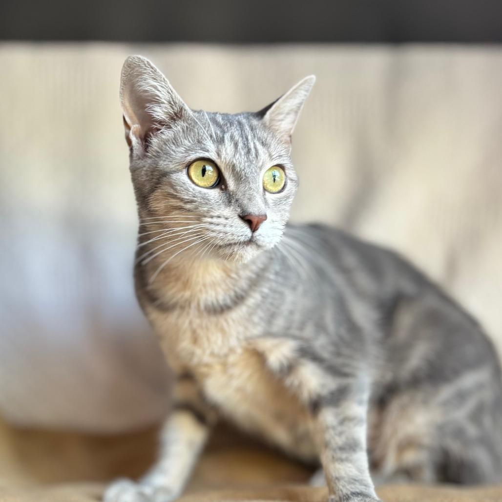 Enlarge Alma, a Adoptable Domestic Short Hair in Nashville, IN image 4/5