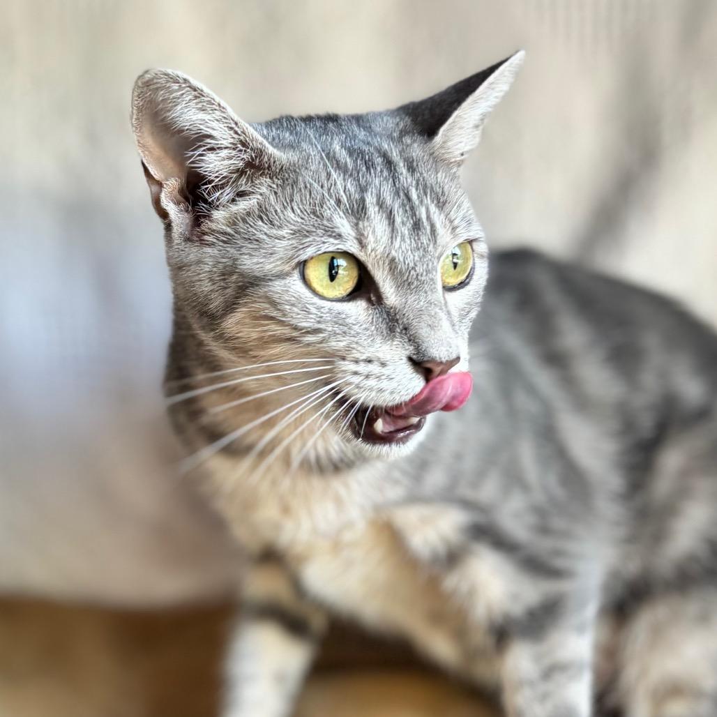 Enlarge Alma, a Adoptable Domestic Short Hair in Nashville, IN image 5/5