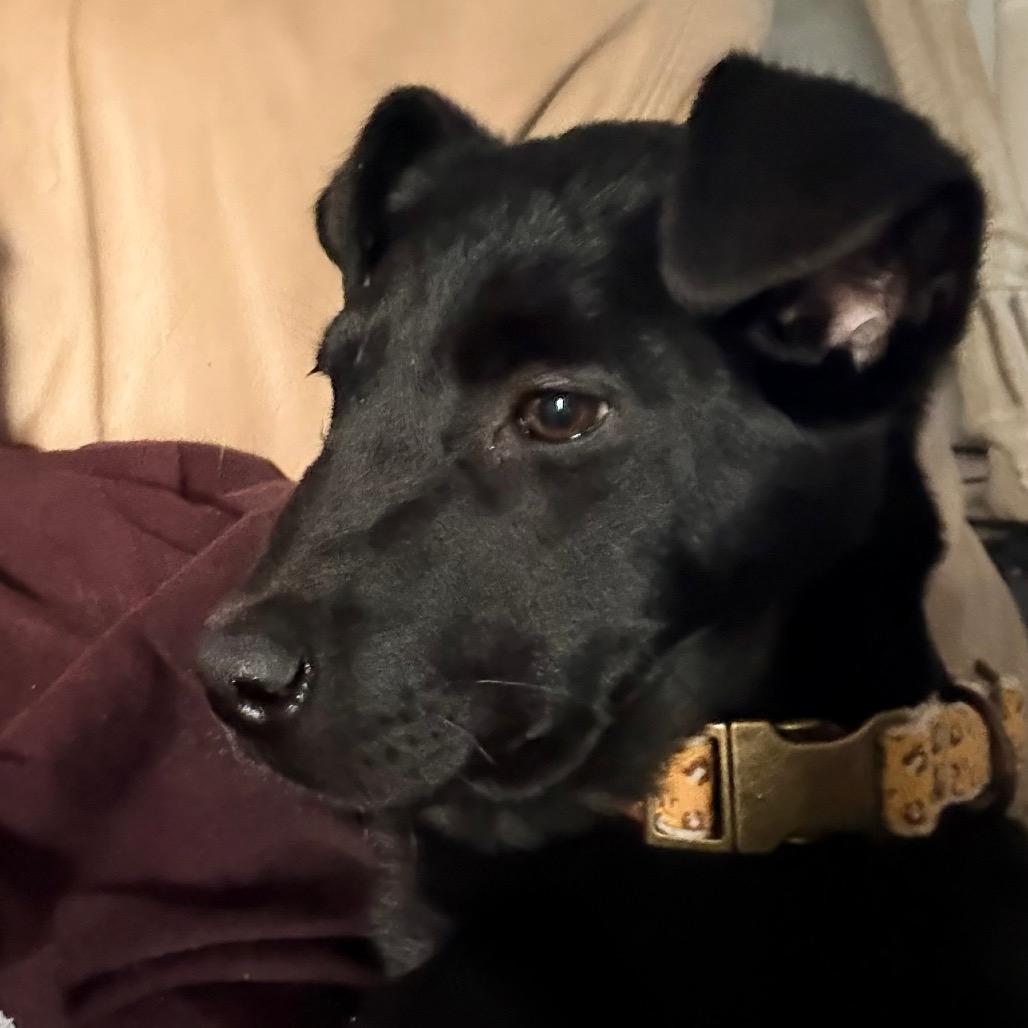 Phoebe aka Elfie, Adoptable, Puppy Female Black Labrador Retriever & Belgian Shepherd / Malinois.