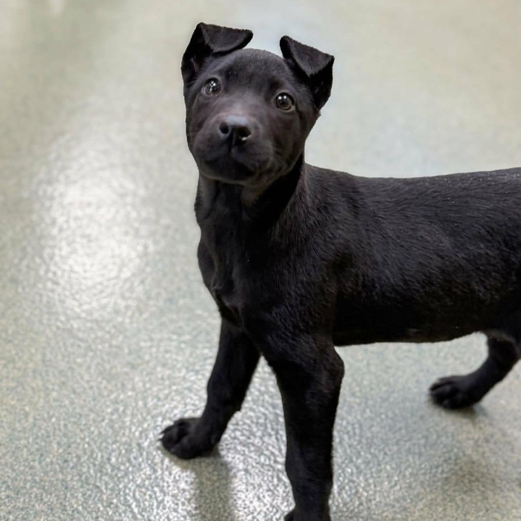 Enlarge Elfie, a Adoptable mixed breed in Overland Park, KS image 1/2