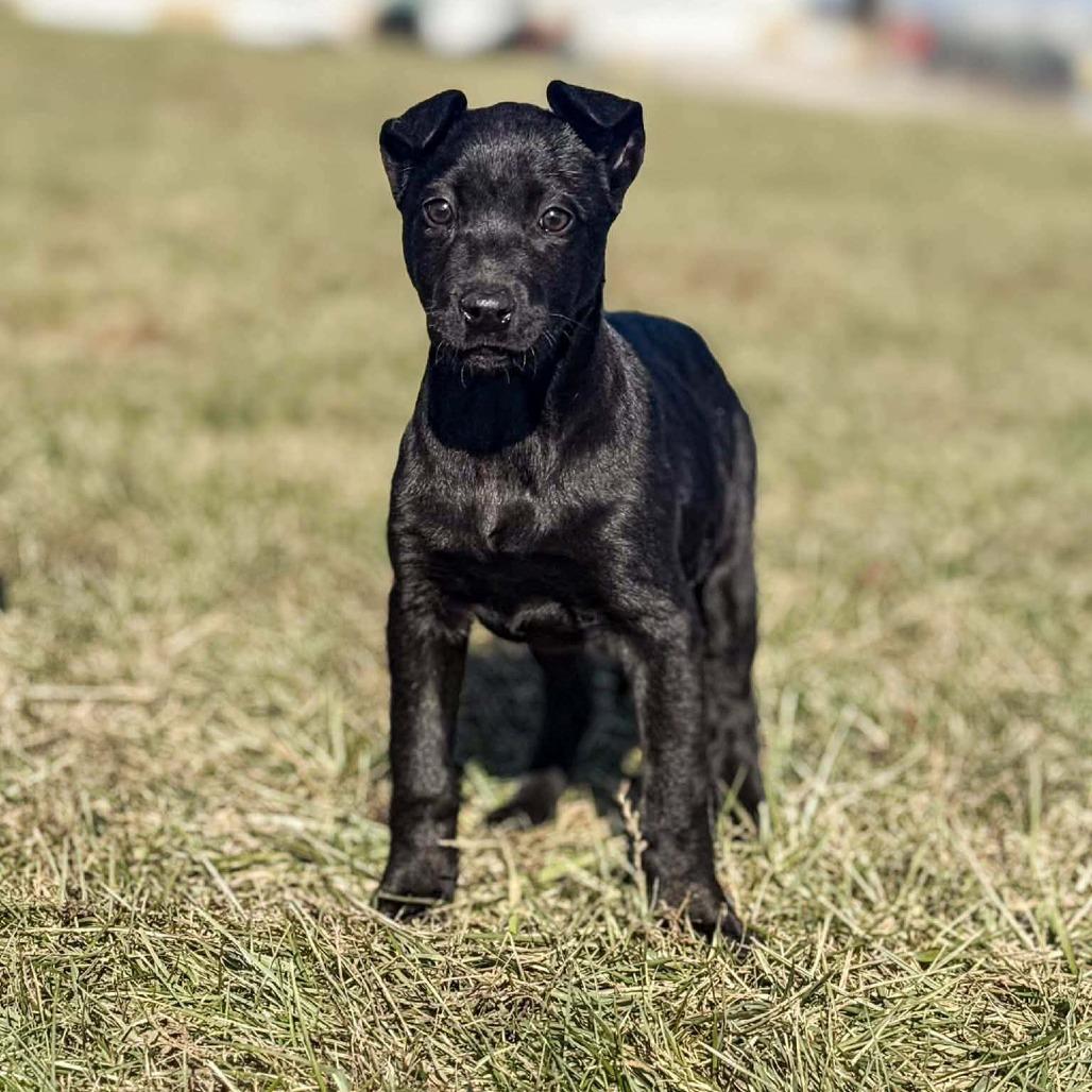 Enlarge Elfie, a Adoptable mixed breed in Overland Park, KS image 2/2