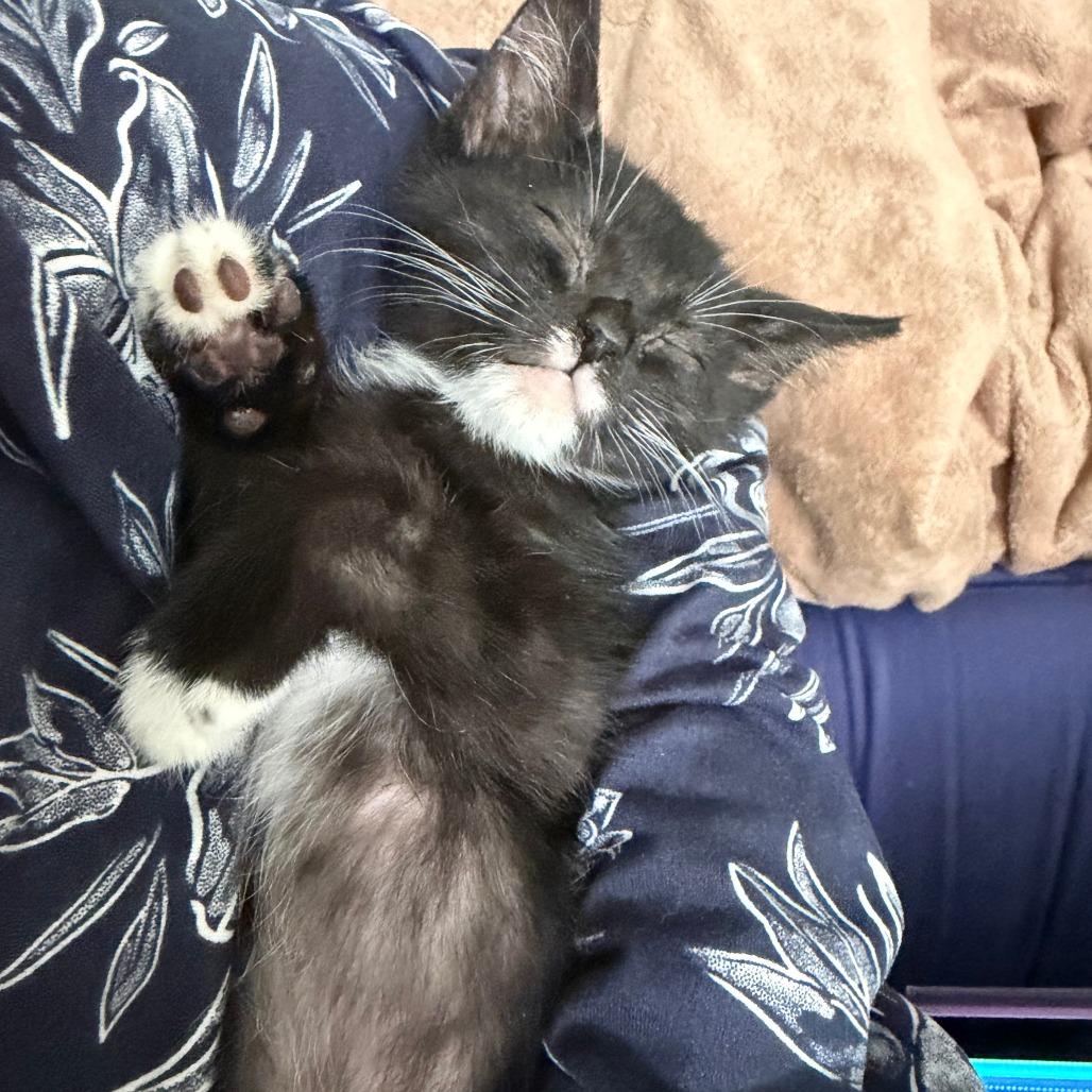 Misha, Adoptable, Kitten Female Domestic Short Hair.