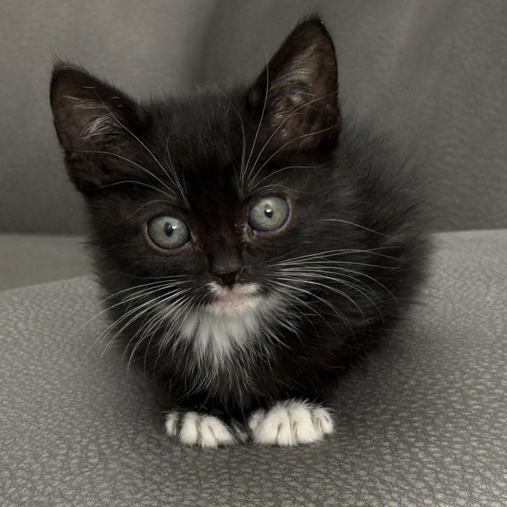 Enlarge Misha, a Adoptable Domestic Short Hair in Los Angeles, CA image 2/6
