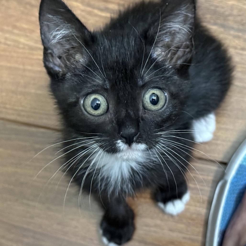 Enlarge Misha, a Adoptable Domestic Short Hair in Los Angeles, CA image 3/6
