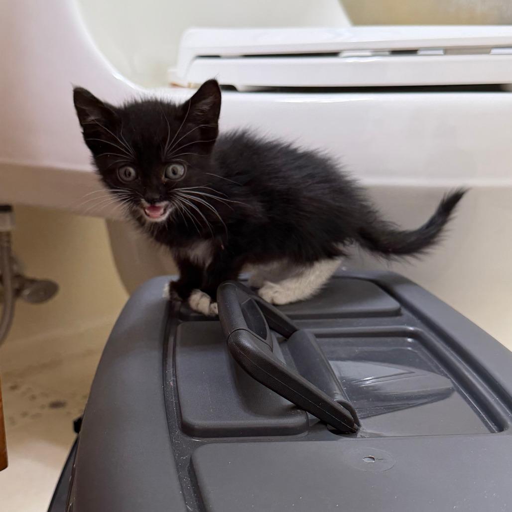 Enlarge Misha, a Adoptable Domestic Short Hair in Los Angeles, CA image 4/6