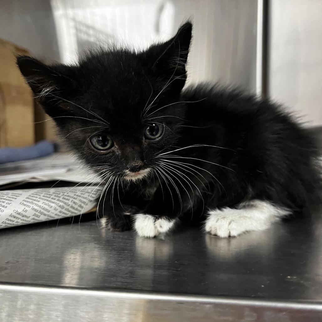 Enlarge Misha, a Adoptable Domestic Short Hair in Los Angeles, CA image 5/6