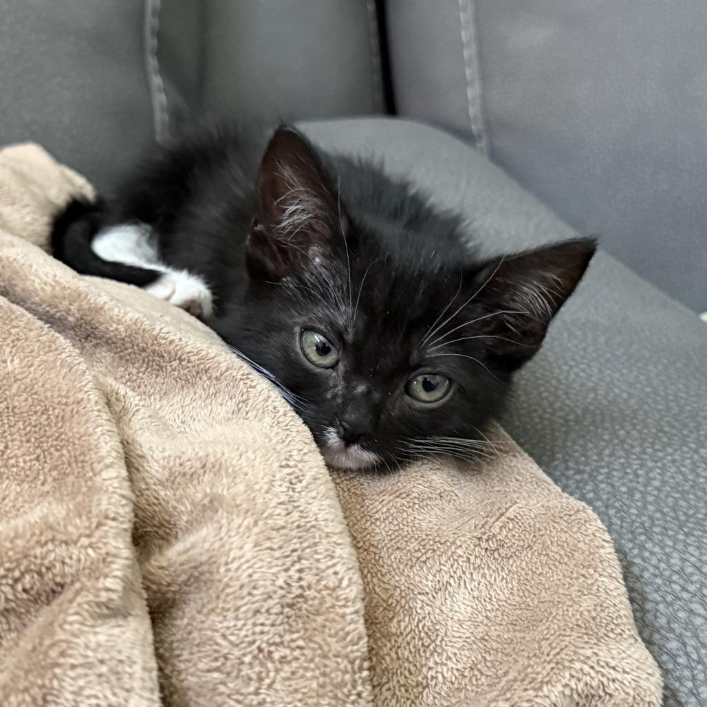 Enlarge Misha, a Adoptable Domestic Short Hair in Los Angeles, CA image 6/6