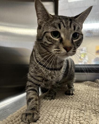 Enlarge Priscilla, a Adoptable Domestic Short Hair in Phoenix, AZ image 1/1