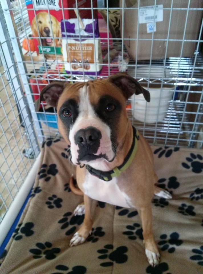 Enlarge Karma, a Adoptable mixed breed in Westminster, MD image 1/5