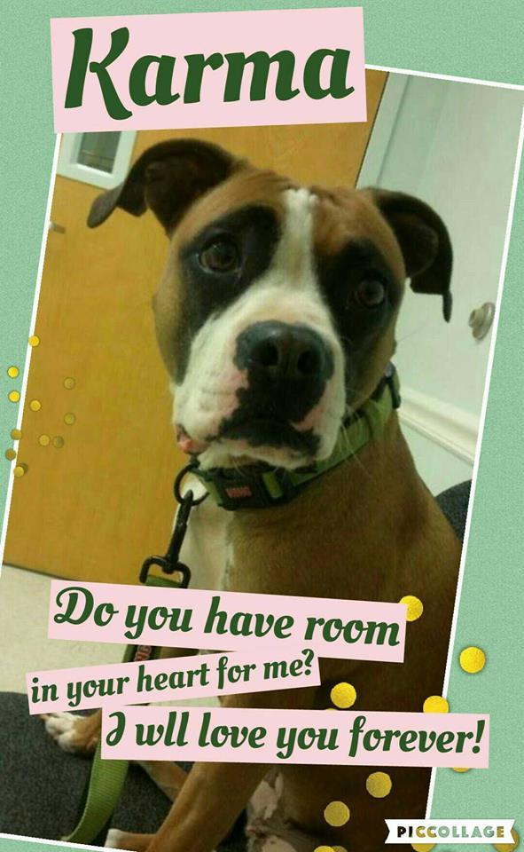 Enlarge Karma, a Adoptable mixed breed in Westminster, MD image 2/5