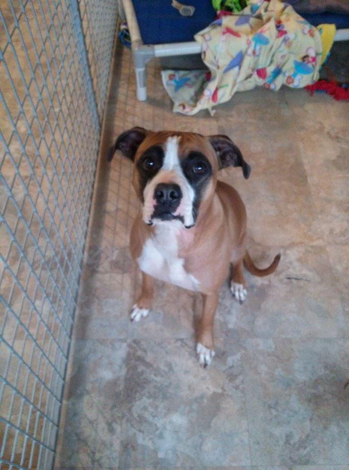 Enlarge Karma, a Adoptable mixed breed in Westminster, MD image 3/5