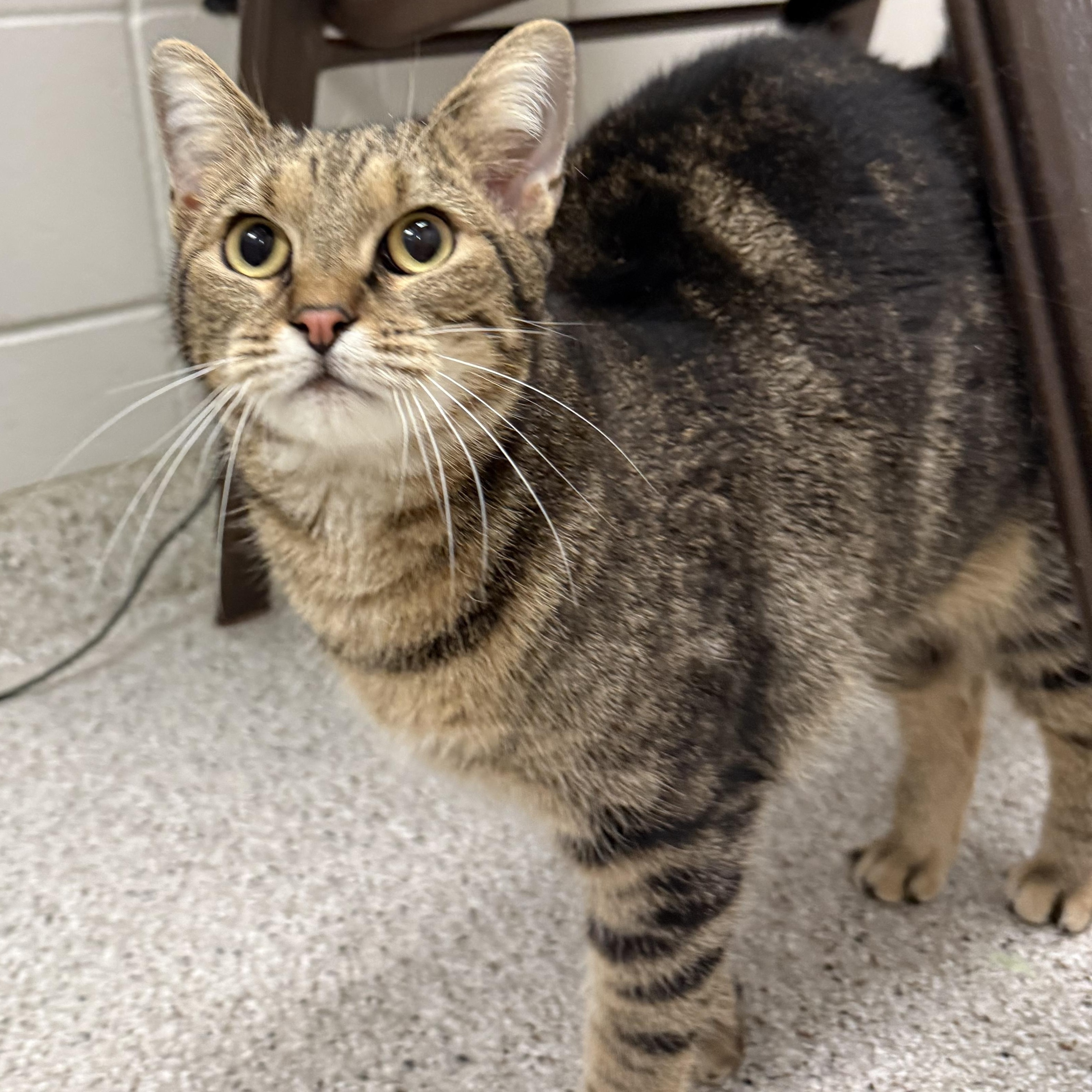 Arabella, ADOPTABLE, Adult Female Domestic Short Hair.