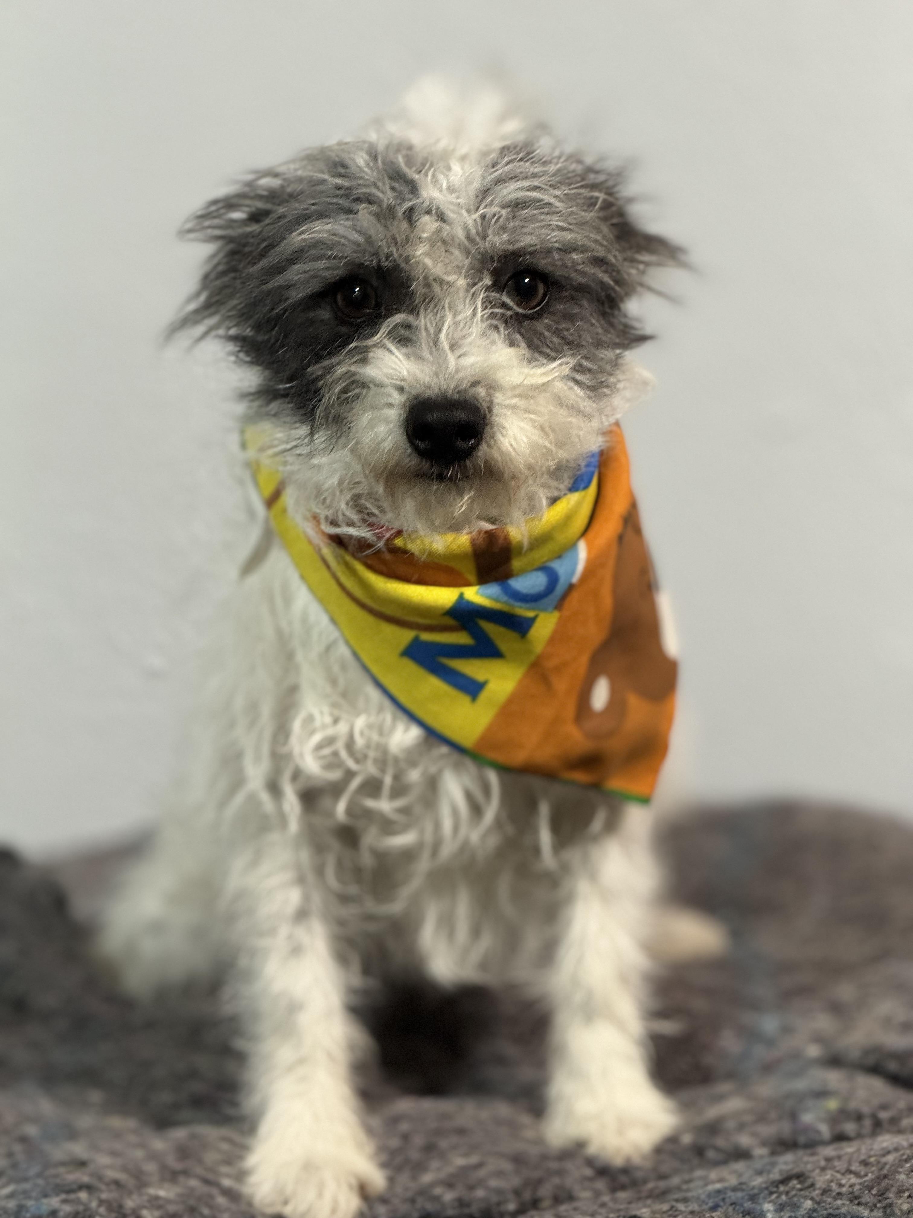 Enlarge GUAPO BEN, an adopted Terrier in Nogales, SON image 1/6