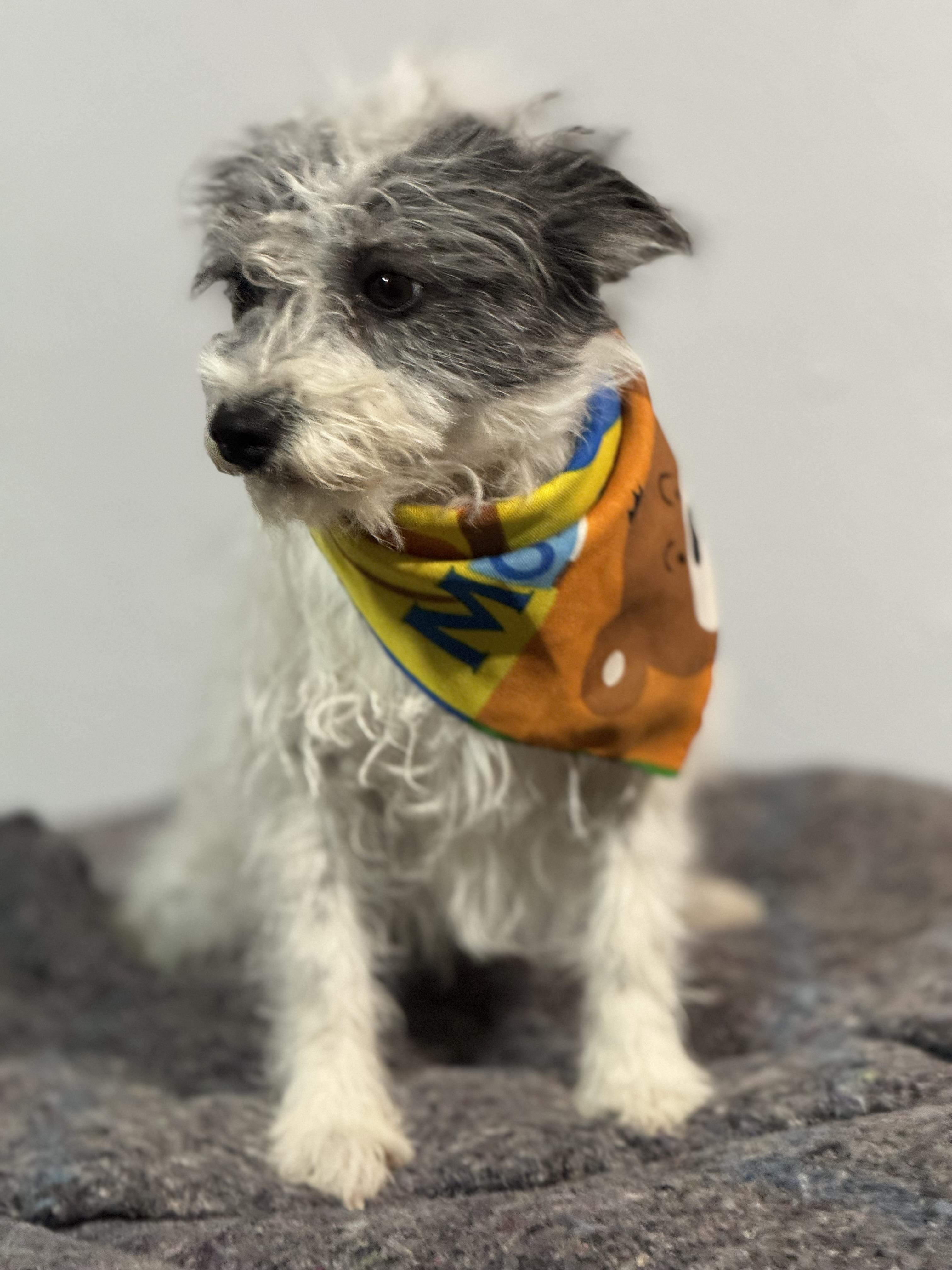 Enlarge GUAPO BEN, an adopted Terrier in Nogales, SON image 2/6