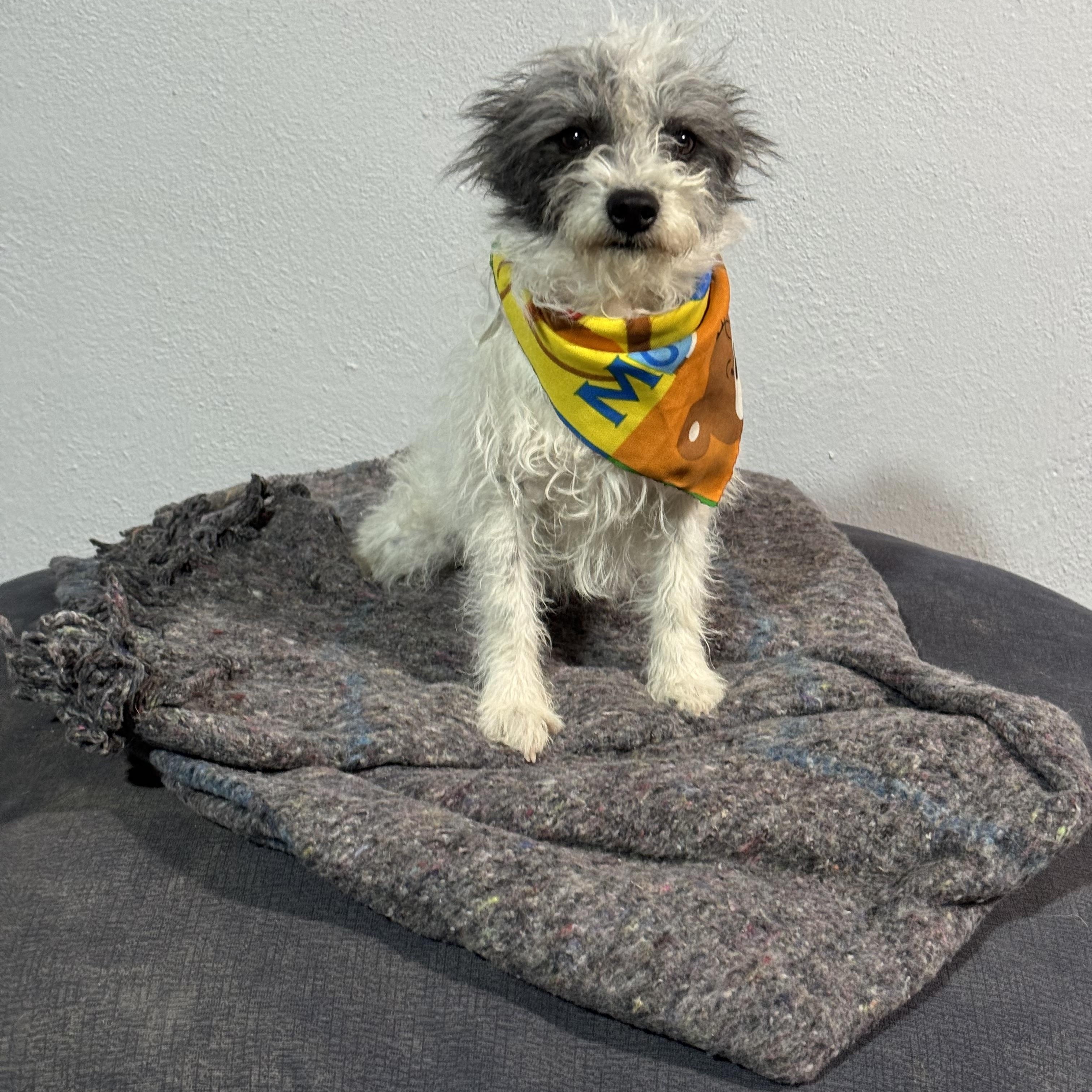 Enlarge GUAPO BEN, an adopted Terrier in Nogales, SON image 3/6