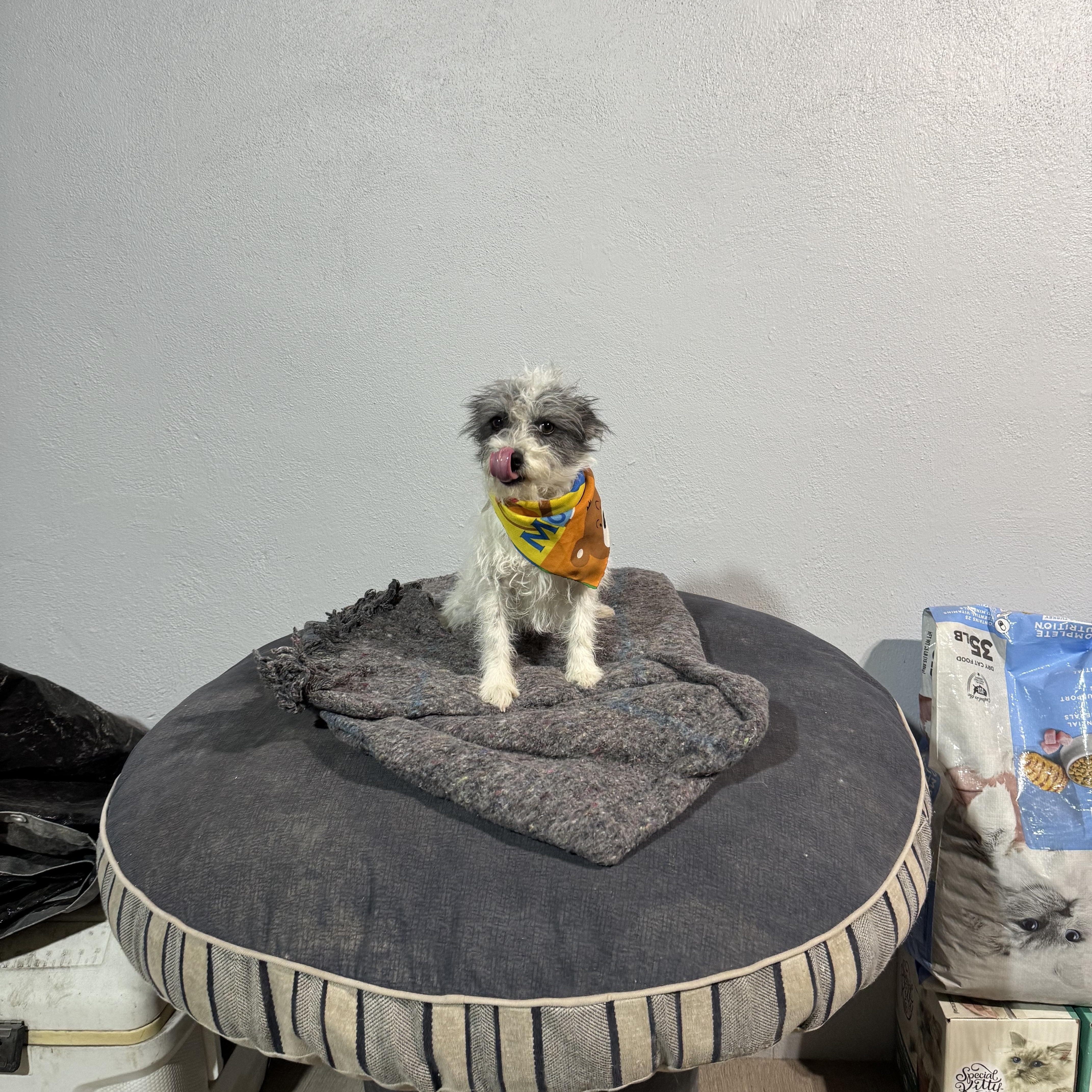 Enlarge GUAPO BEN, an adopted Terrier in Nogales, SON image 4/6