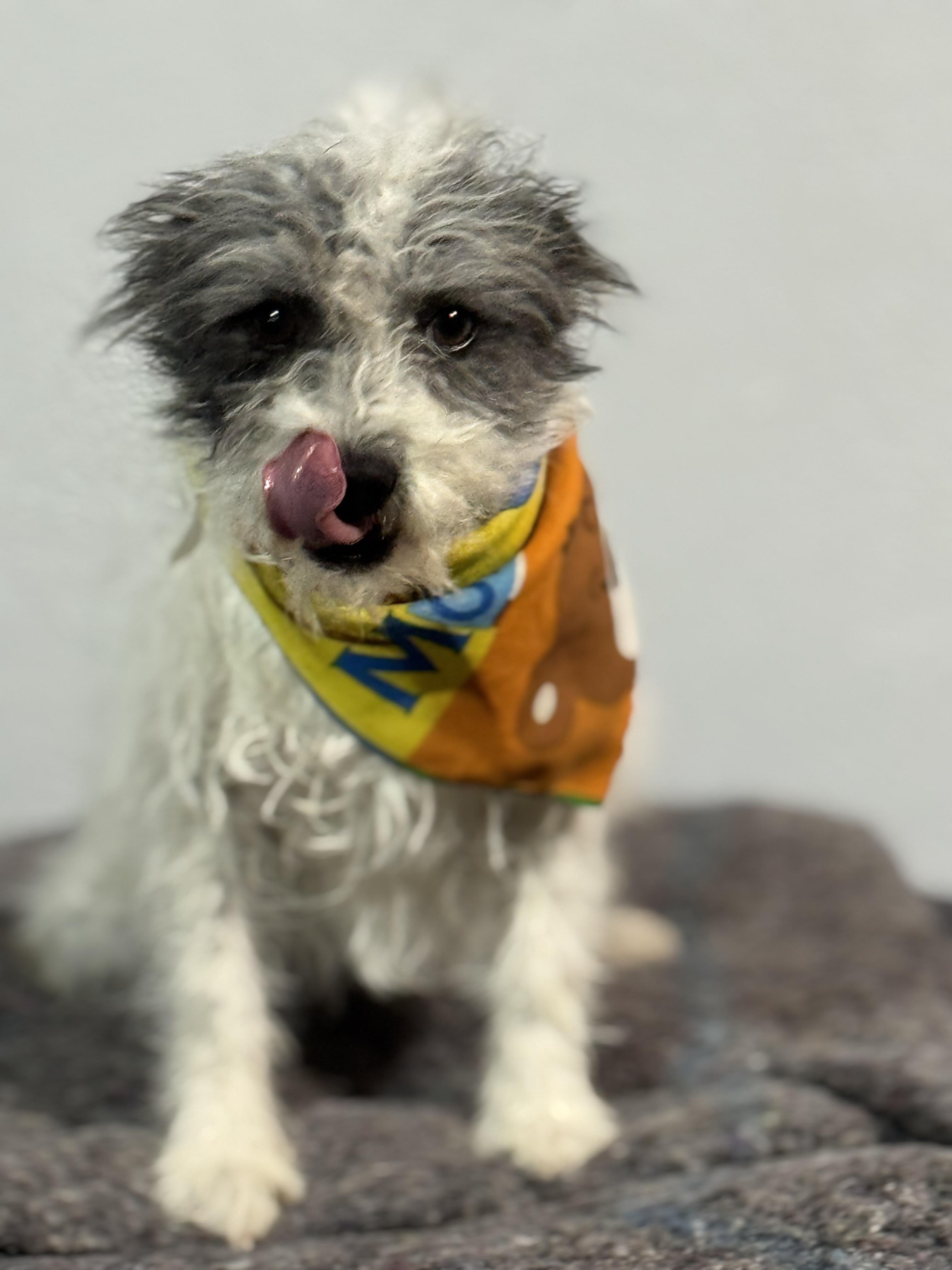 Enlarge GUAPO BEN, an adopted Terrier in Nogales, SON image 5/6