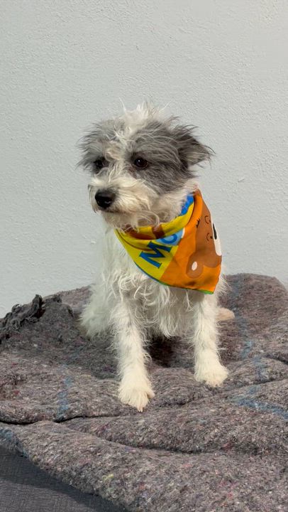 Enlarge GUAPO BEN, an adopted Terrier in Nogales, SON video 6/6