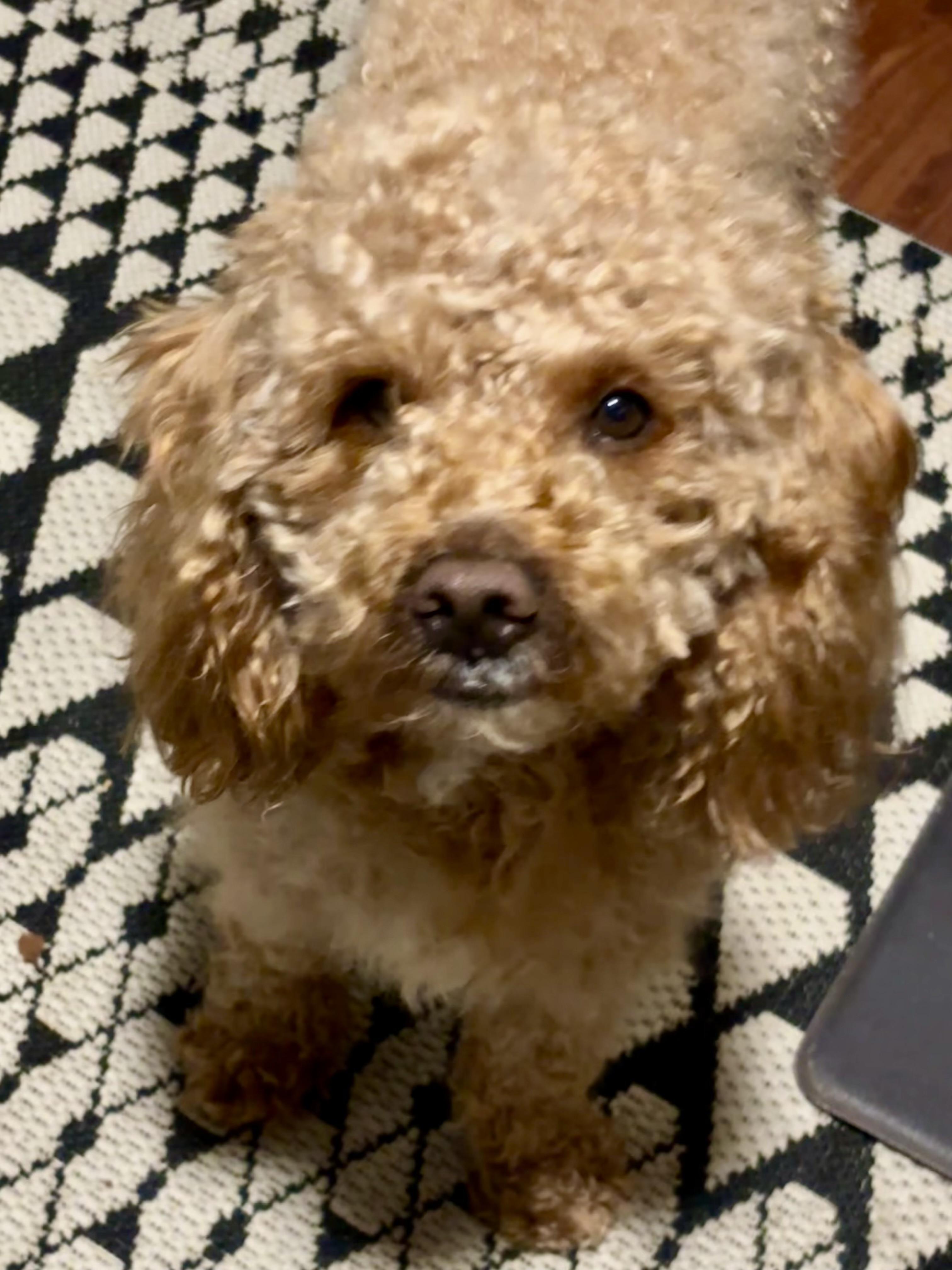 BART o, ADOPTABLE, Adult Male Goldendoodle.