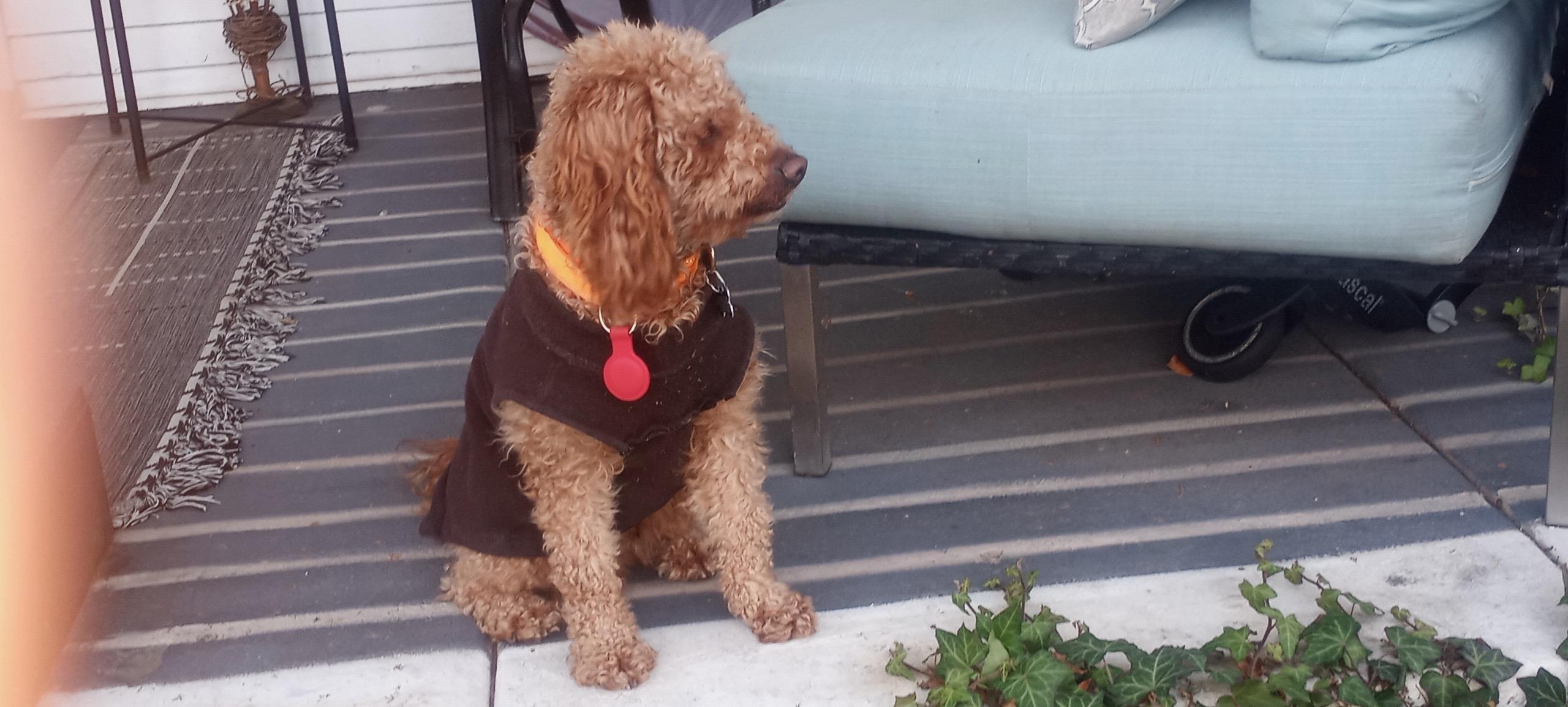 BART o, a ADOPTABLE Goldendoodle in Media, PA image 2/4