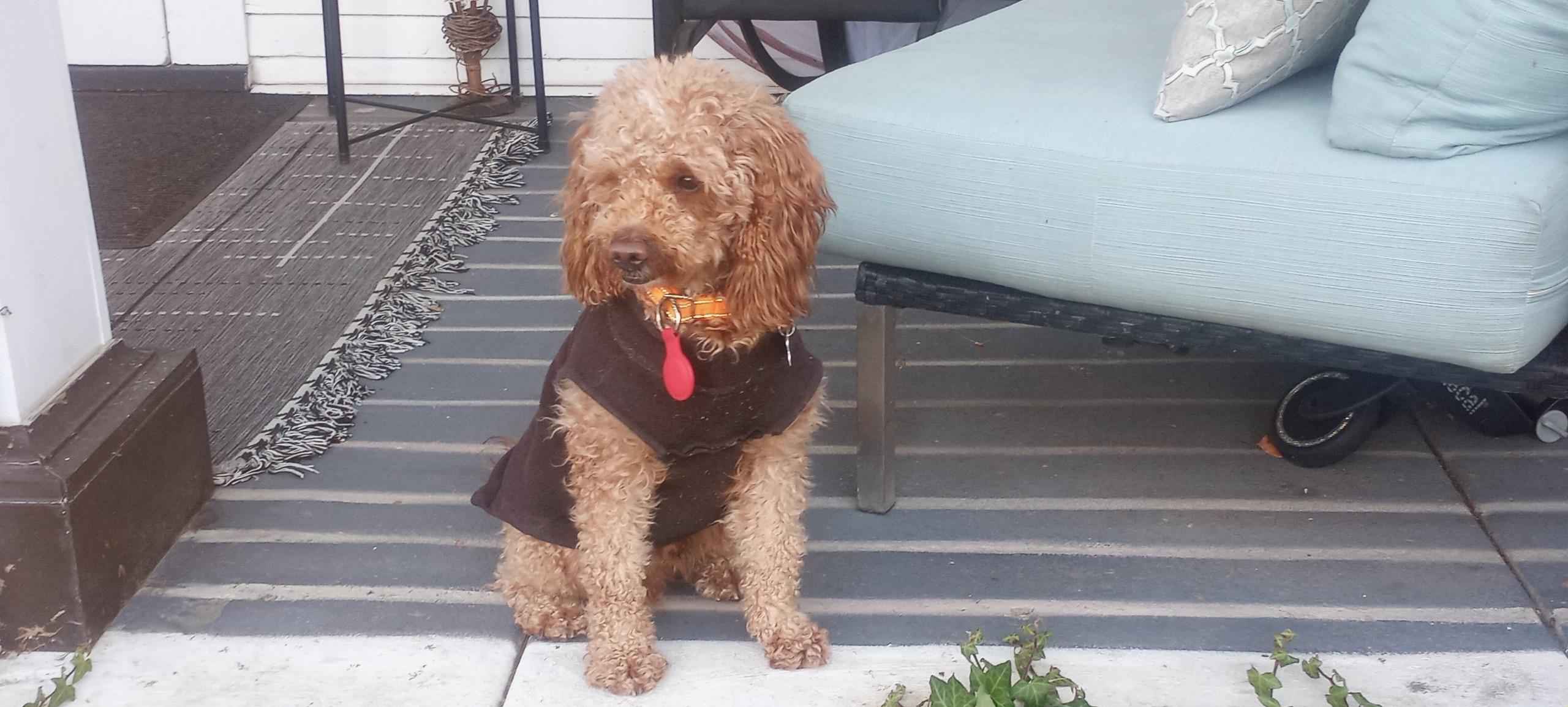 BART o, a ADOPTABLE Goldendoodle in Media, PA image 3/4