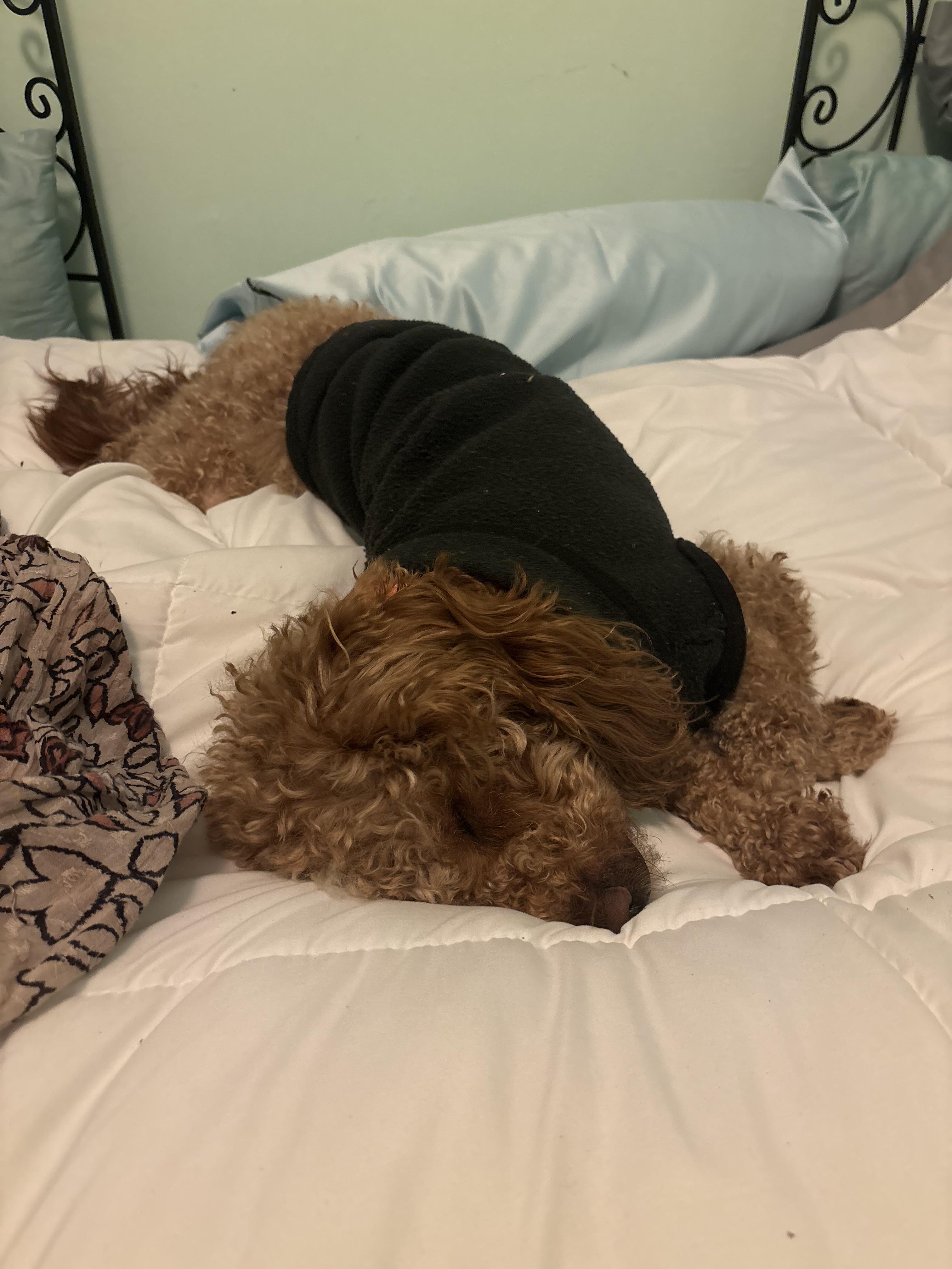 BART o, a ADOPTABLE Goldendoodle in Media, PA image 4/4