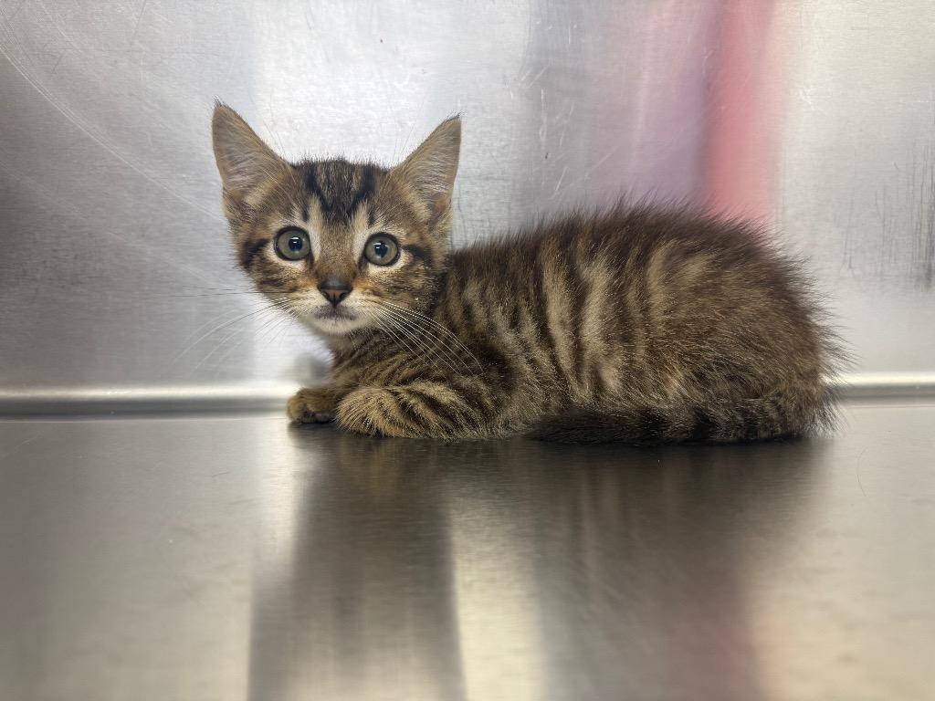 Bonzai, Adoptable, Kitten Male Domestic Short Hair.