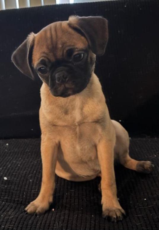 Enlarge Kashmir, a ADOPTABLE Pug in Moreno Valley, CA image 1/2