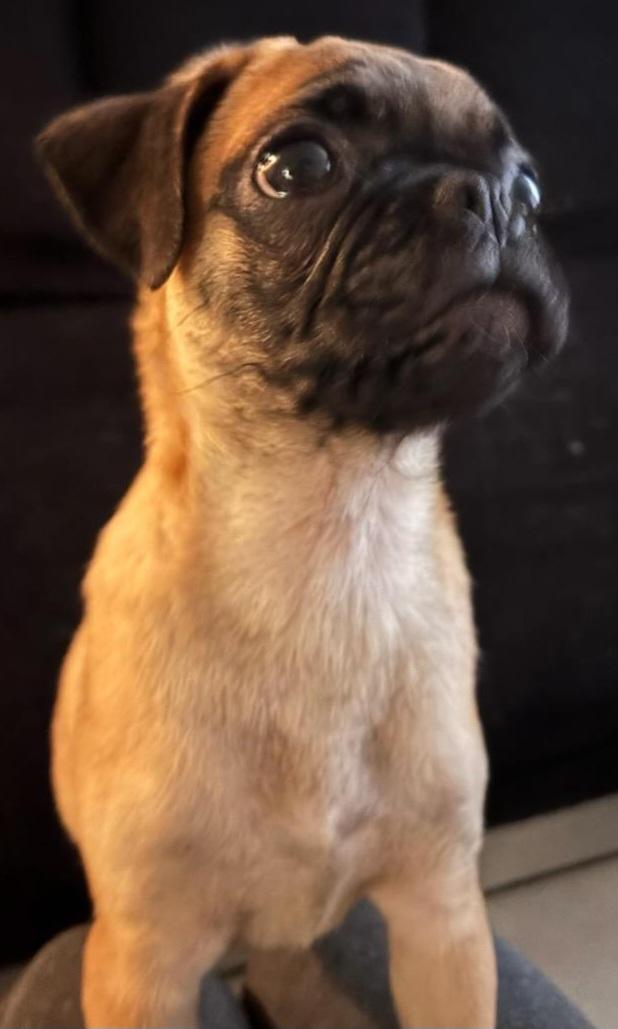 Enlarge Kashmir, a ADOPTABLE Pug in Moreno Valley, CA image 2/2