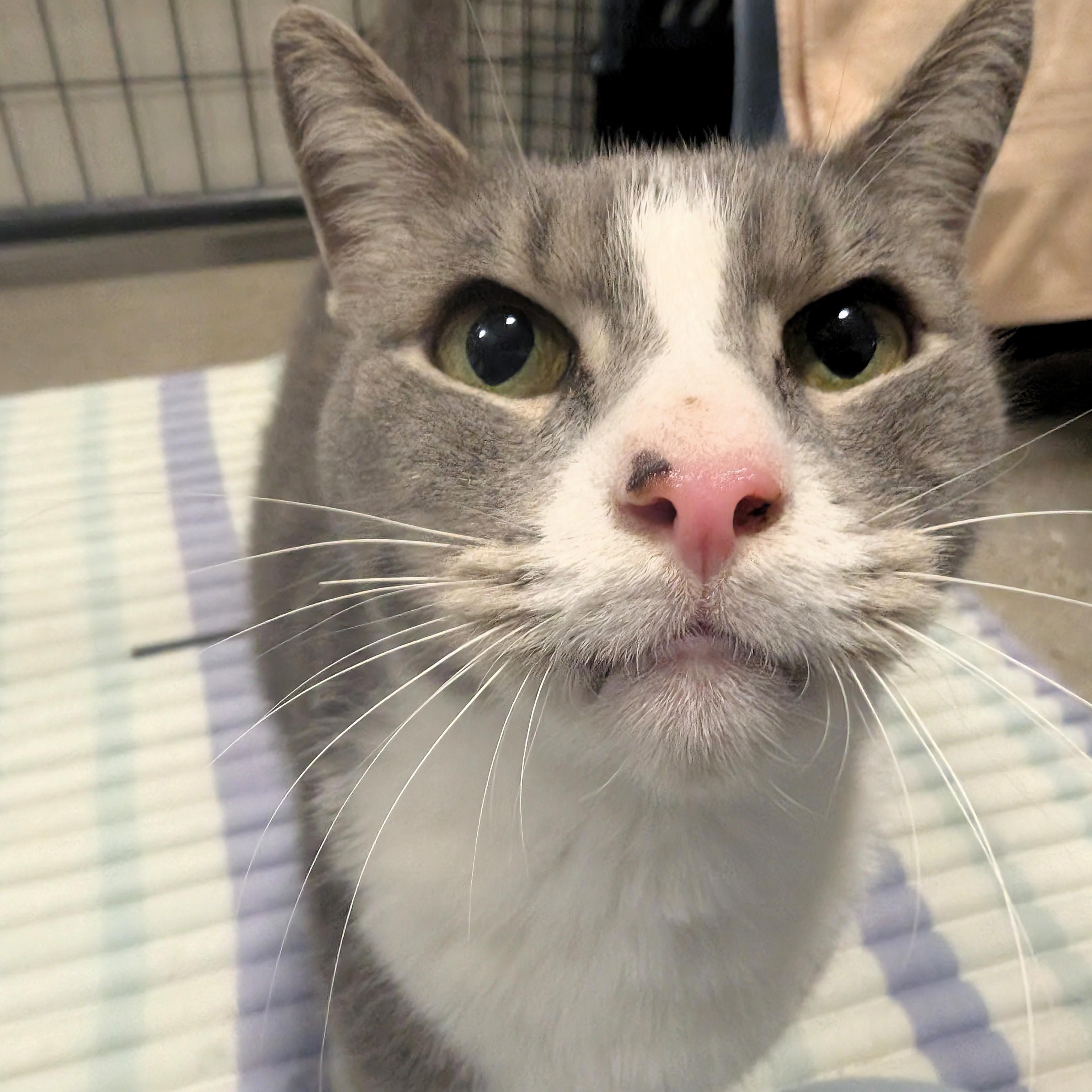 Enlarge Lentil, a Adopted Domestic Short Hair in Columbus, OH image 5/6