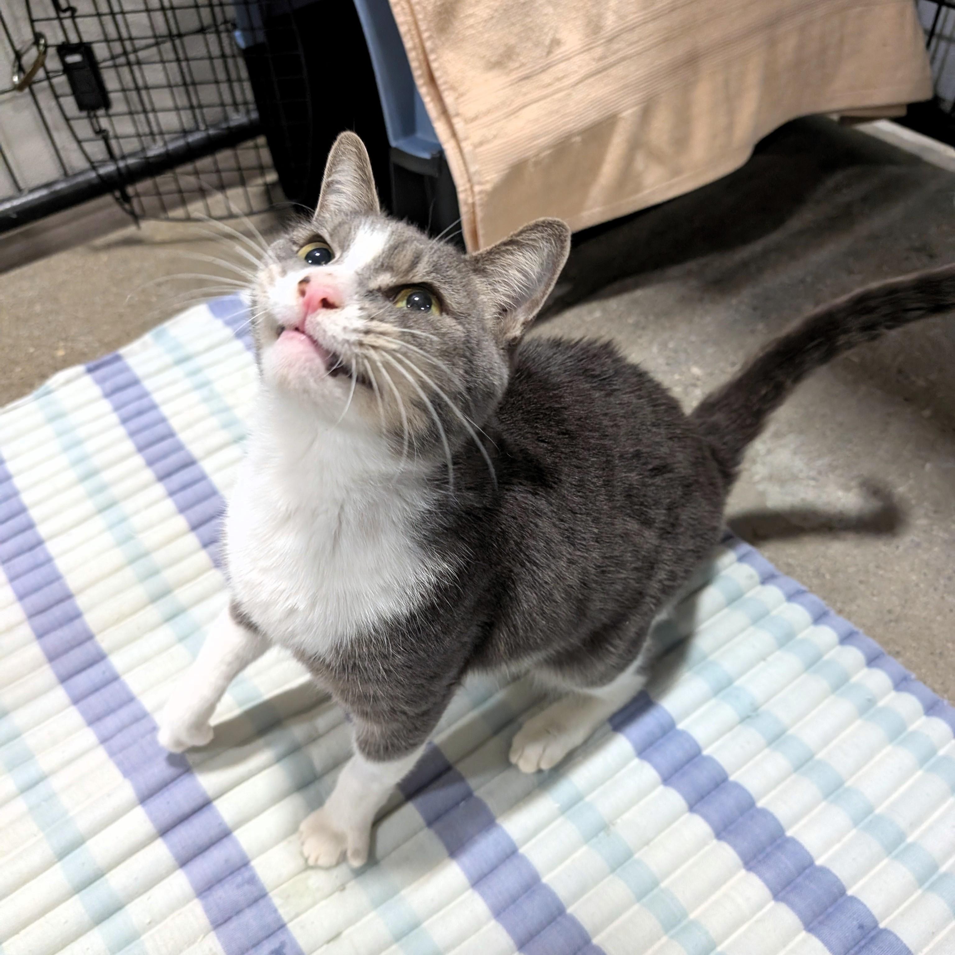 Enlarge Lentil, a Adopted Domestic Short Hair in Columbus, OH image 3/6
