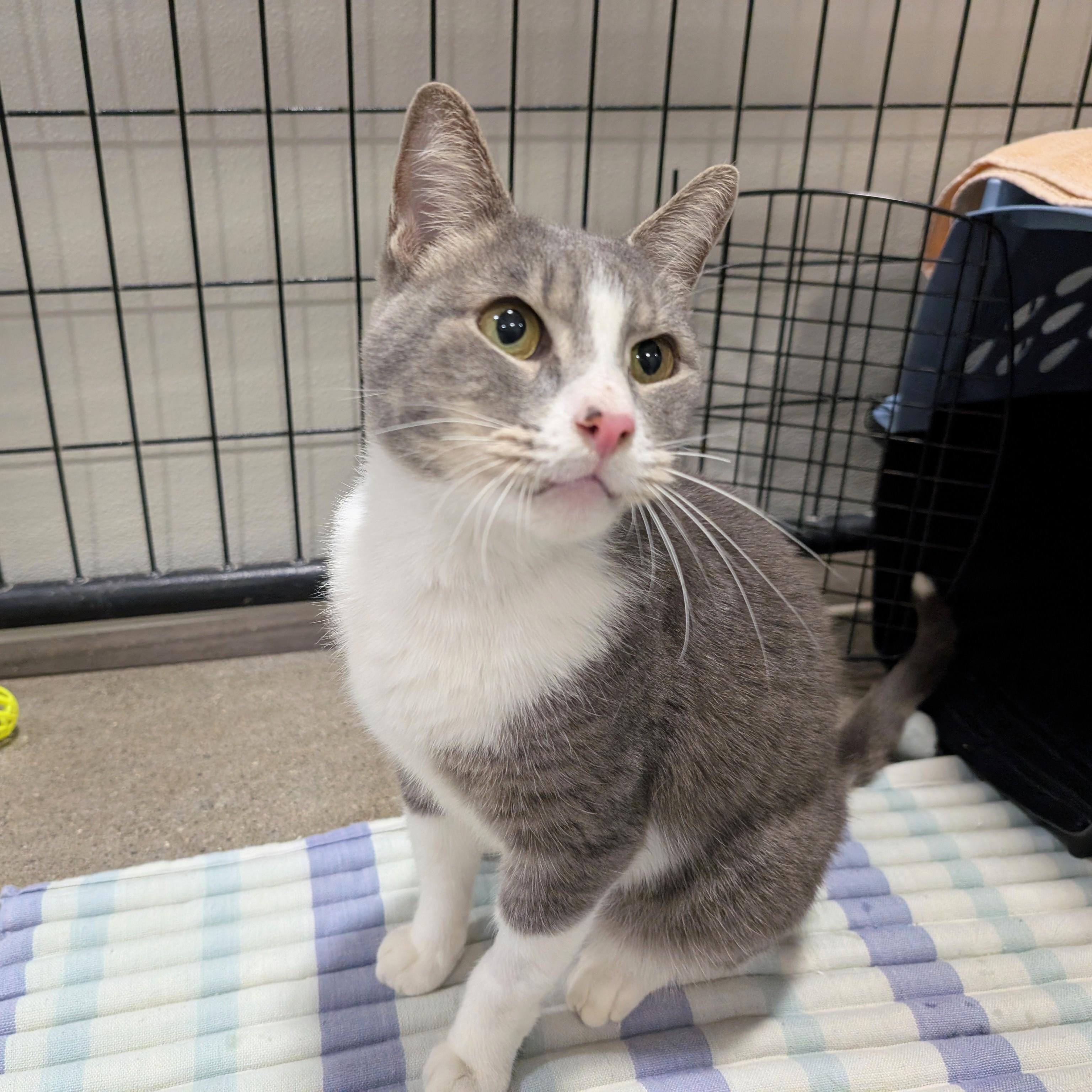 Enlarge Lentil, a Adopted Domestic Short Hair in Columbus, OH image 2/6