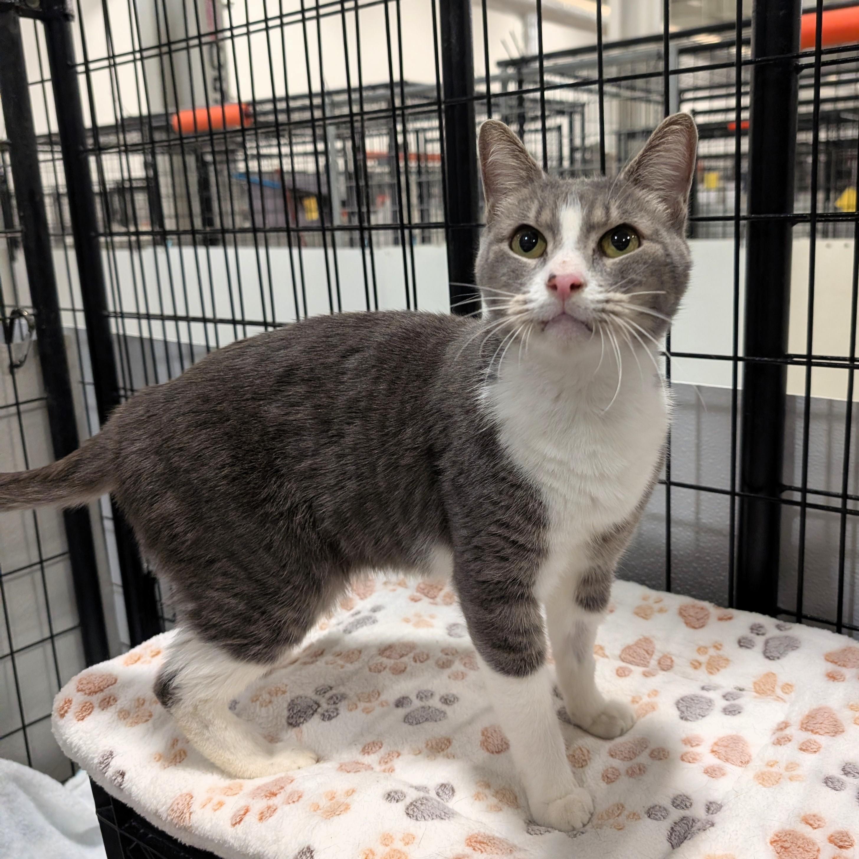 Enlarge Lentil, a Adopted Domestic Short Hair in Columbus, OH image 4/6