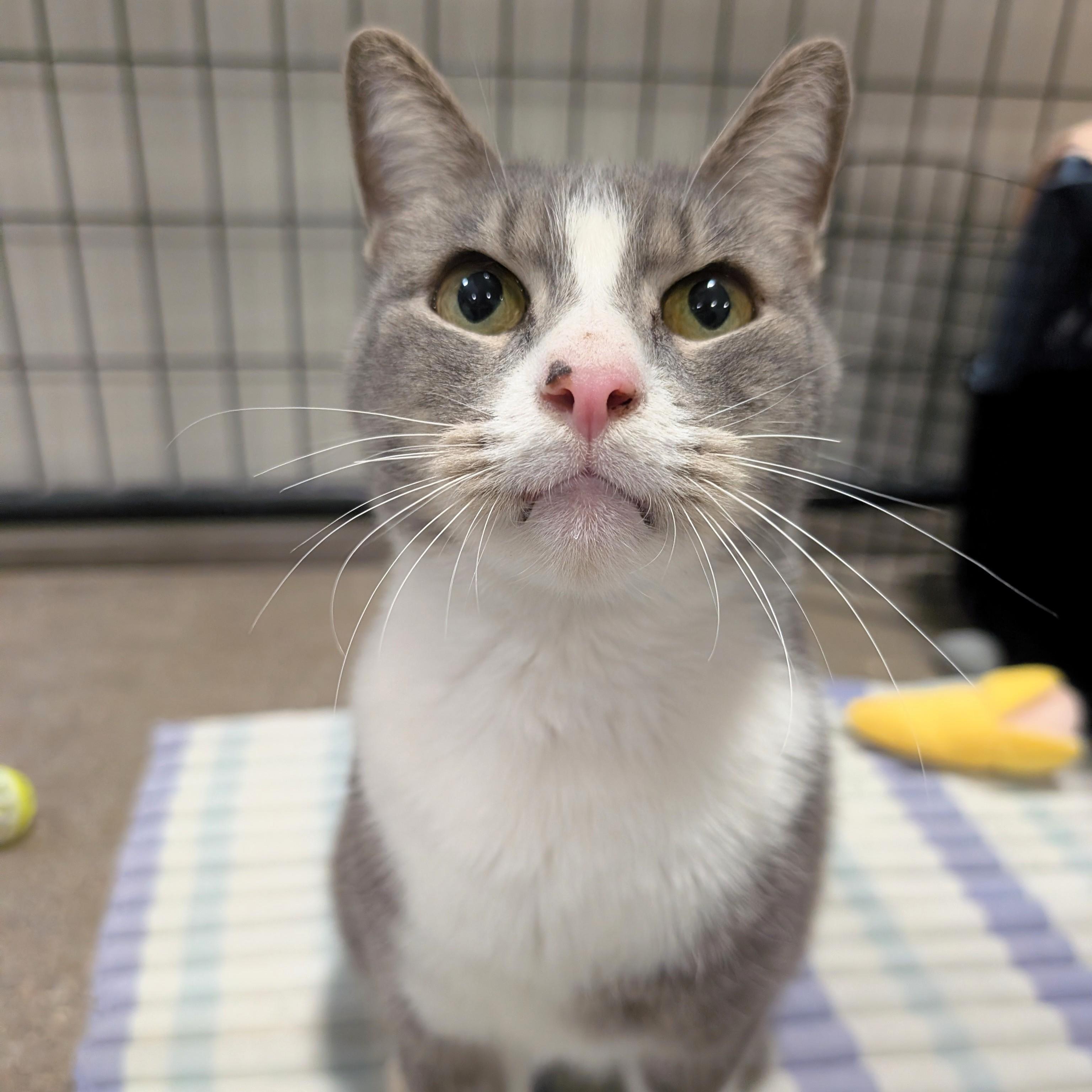 Lentil, Adopted, Adult Male Domestic Short Hair.
