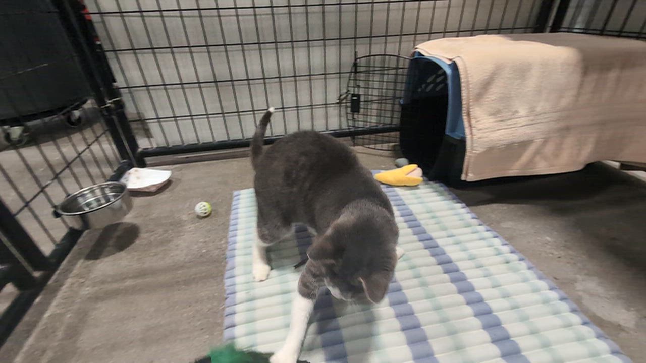 Enlarge Lentil, a Adopted Domestic Short Hair in Columbus, OH video 6/6