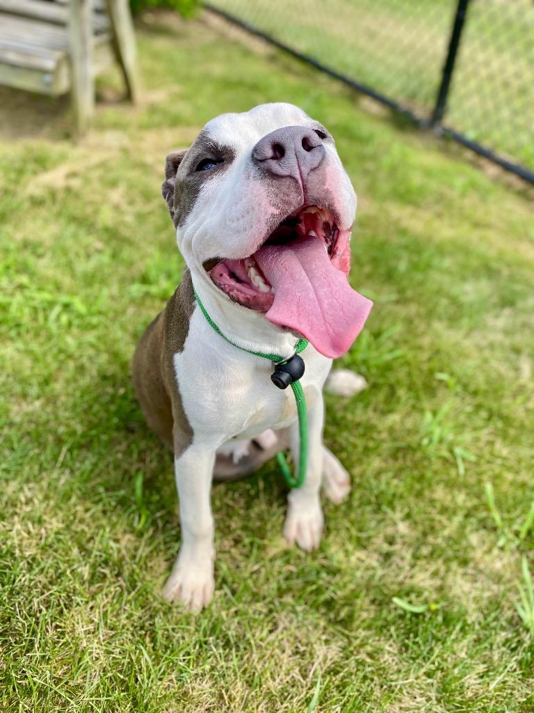 PORK, Adopted, Young Male Terrier.