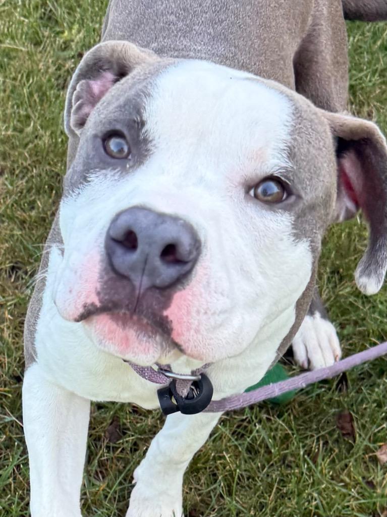 Enlarge PORK, a Adopted Terrier in Wintersville, OH image 2/6