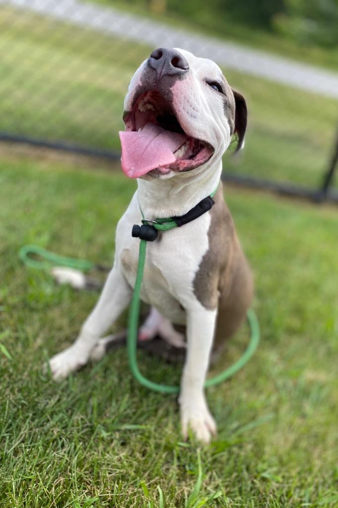 Enlarge PORK, a Adopted Terrier in Wintersville, OH image 3/6