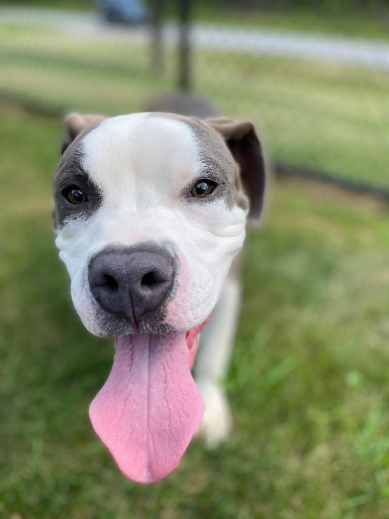 Enlarge PORK, a Adopted Terrier in Wintersville, OH image 4/6