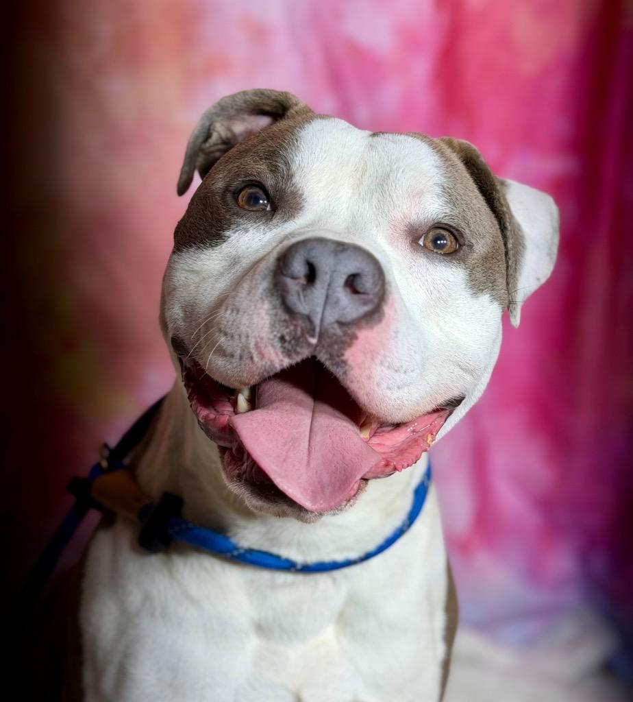 Enlarge PORK, a Adopted Terrier in Wintersville, OH image 5/6