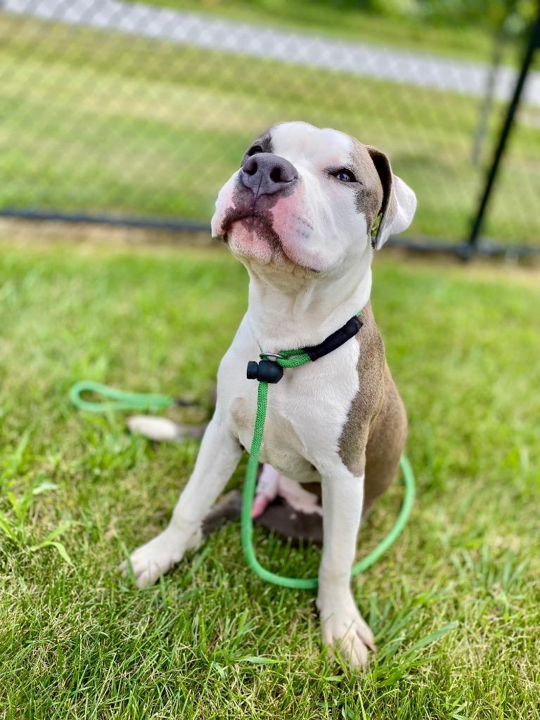 Enlarge PORK, a Adopted Terrier in Wintersville, OH image 6/6